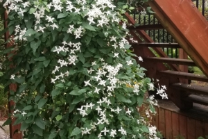 Clematis 'Sweet Autumn' 